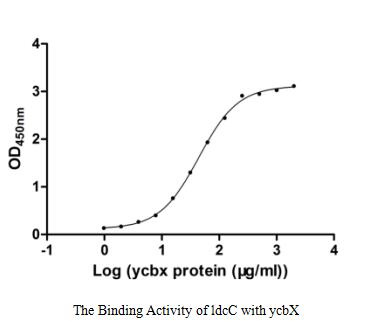 Recombinant Escherichia coli Constitutive lysine decarboxylase(ldcC) (Active)