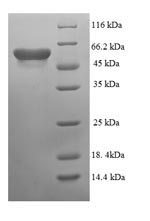 Recombinant Escherichia coli Cytosine deaminase(codA)