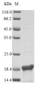 Recombinant Escherichia coli DNA-binding protein H-NS(hns)