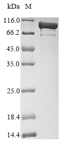 Recombinant Escherichia coli DNA gyrase subunit A(gyrA)