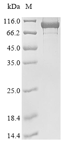 Recombinant Escherichia coli DNA gyrase subunit A(gyrA)