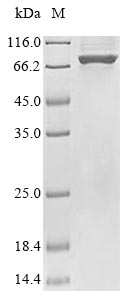 Recombinant Escherichia coli DNA helicase II(uvrD)