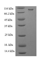 Recombinant Escherichia coli DNA mismatch repair protein MutL(mutL)