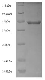 Recombinant Escherichia coli DNA repair protein recO(recO)