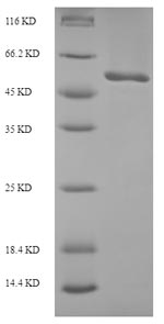 Recombinant Escherichia coli DNA replication and repair protein RecF(recF)