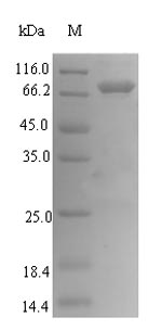 Recombinant Escherichia coli Exopolyphosphatase(ppx)
