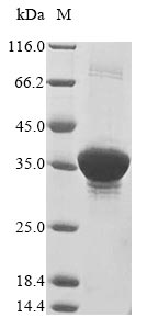 Recombinant Escherichia coli FKBP-type peptidyl-prolyl cis-trans isomerase fkpA(fkpA)