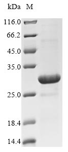 Recombinant Escherichia coli Fe/S biogenesis protein NfuA(nfuA)