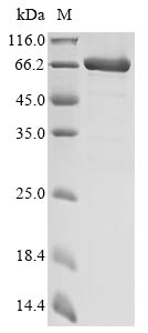 Recombinant Escherichia coli Fe/S biogenesis protein NfuA(nfuA),Biotinylated