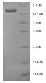 Recombinant Escherichia coli Glutamate--cysteine ligase(gshA)