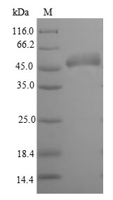 Recombinant Escherichia coli Glutamate/aspartate periplasmic-binding protein(gltI)