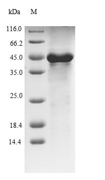 Recombinant Escherichia coli Heat-labile enterotoxin A chain(eltA)