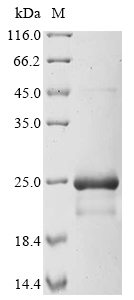 Recombinant Escherichia coli Heat-stable enterotoxin A2(sta2)