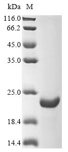 Recombinant Escherichia coli Hemolysin E, chromosomal(hlyE),partial
