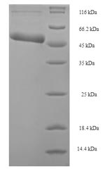 Recombinant Escherichia coli Holliday junction ATP-dependent DNA helicase RuvB(ruvB)