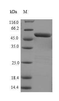 Recombinant Escherichia coli Iron-sulfur cluster repair protein ytfE (ytfE) (Active)