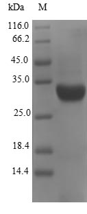Recombinant Escherichia coli K99 fimbrial protein(fanC)