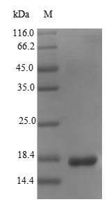 Recombinant Escherichia coli K99 fimbrial protein(fanC)