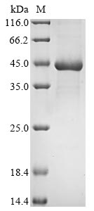 Recombinant Escherichia coli Lactose operon repressor(lacI)(Q360QC)