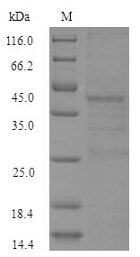Recombinant Escherichia coli LexA repressor(lexA)