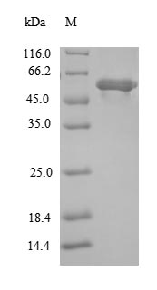 Recombinant Escherichia coli Lipoate-protein ligase A(lplA)