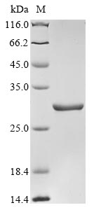 Recombinant Escherichia coli O139:H28 Adenine phosphoribosyltransferase(apt)
