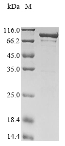 Recombinant Escherichia coli O157:H7 ATP-dependent DNA helicase recG(recG)