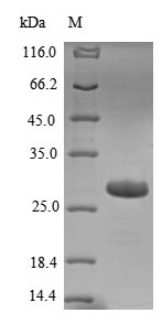 Recombinant Escherichia coli O157:H7 Large-conductance mechanosensitive channel(mscL)