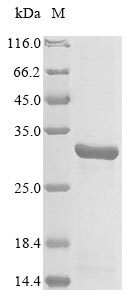 Recombinant Escherichia coli O157:H7 NADH pyrophosphatase(nudC)