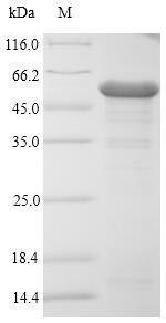 Recombinant Escherichia coli O157:H7 Outer membrane protein C (ompC) 