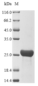 Recombinant Escherichia coli O157:H7 Outer membrane protein X(ompX)