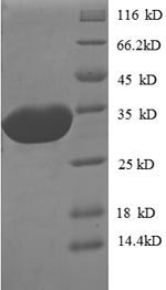 Recombinant Escherichia coli O157:H7 Peptide deformylase(def)