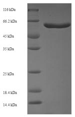 Recombinant Escherichia coli O6:H1 Cell division protein FtsZ(ftsZ)