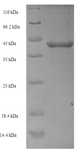 Recombinant Escherichia coli O6:H1 FKBP-type peptidyl-prolyl cis-trans isomerase FkpA(fkpA)