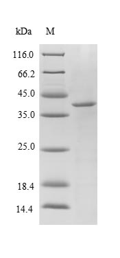 Recombinant Escherichia coli O6:H1 Peptidyl-prolyl cis-trans isomerase A(ppiA)