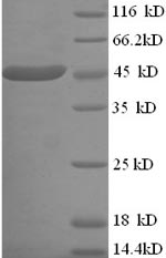 Recombinant Escherichia coli O9:H4 L-lactate dehydrogenase(lldD)