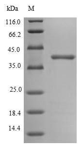 Recombinant Escherichia coli Outer membrane protein C (ompC)