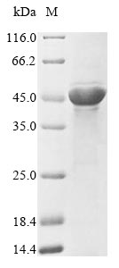 Recombinant Escherichia coli Outer membrane protein F(ompF)