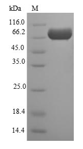 Recombinant Escherichia coli Periplasmic murein peptide-binding protein(mppA)