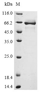 Recombinant Escherichia coli Periplasmic oligopeptide-binding protein(oppA)