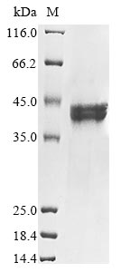 Recombinant Escherichia coli Phospho-2-dehydro-3-deoxyheptonate aldolase, Trp-sensitive(aroH)