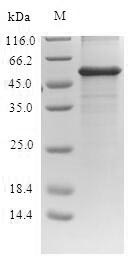 Recombinant Escherichia coli Probable phosphatidylethanolamine transferase Mcr-1(mcr1),partial