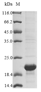 Recombinant Escherichia coli Prophage outer membrane lipoprotein RzoR(rzoR)