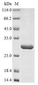 Recombinant Escherichia coli RNA polymerase sigma factor for flagellar operon(fliA)