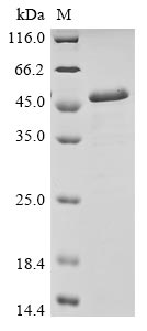 Recombinant Escherichia coli RNA polymerase sigma factor rpoS(rpoS)