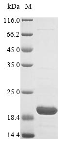 Recombinant Escherichia coli Relaxosome protein TraY(traY)