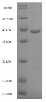 Recombinant Escherichia coli Signal peptidase I(lepB),partial