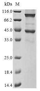 Recombinant Escherichia coli Tetraacyldisaccharide 4-kinase(lpxK)