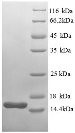 Recombinant Escherichia coli Thioredoxin-1(trxA)