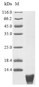 Recombinant Escherichia coli Translational regulator CsrA(csrA)